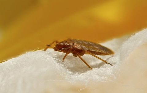Bedbug crawling on bedding.