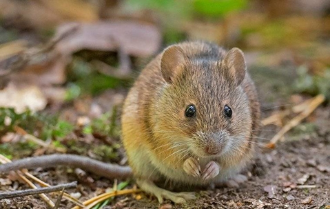 Blog - Rodent Control & Extermination By Go-Forth