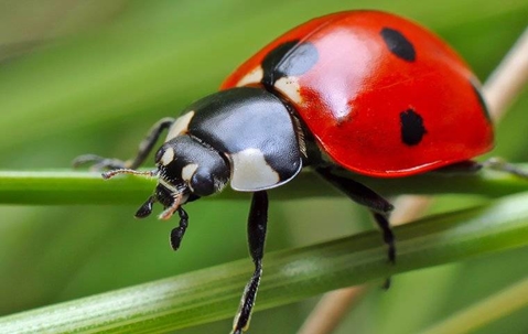 bye-bye ladybugs: effective methods for ladybug removal