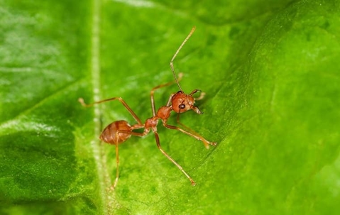 ant on a green leaf