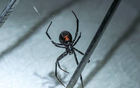 black widow
