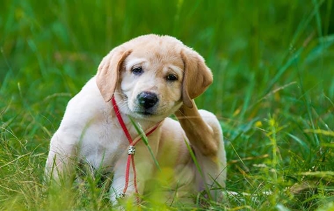 Dog scratching at fleas.