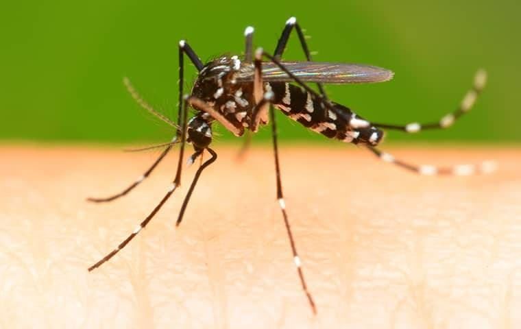 Mosquitoes