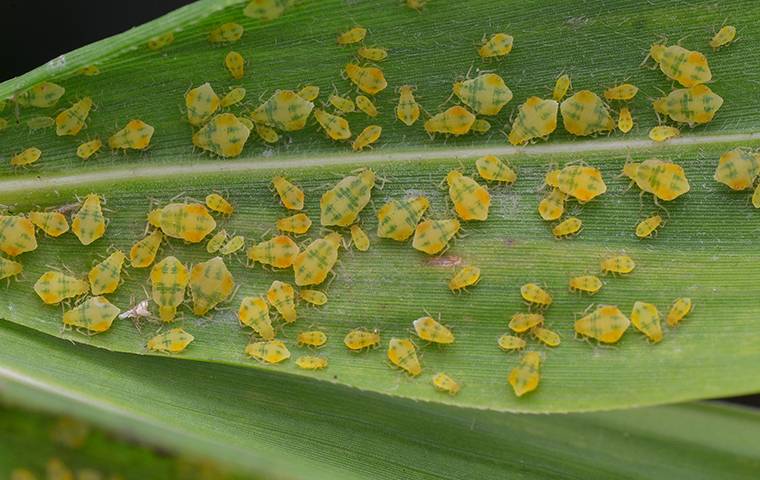 Aphid Infestation On Plant