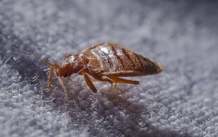 A bed bug crawling on linen