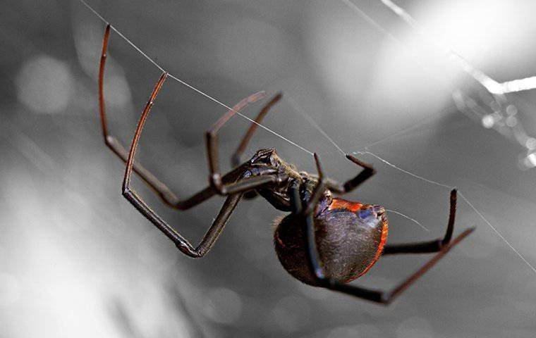 A black widow spider making webs