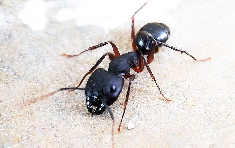carpenter-ant-crawling-inside-home