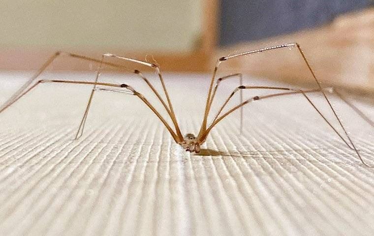 A close up image of a cellar spider on white floor