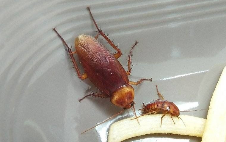Cockroaches eating food on a dish