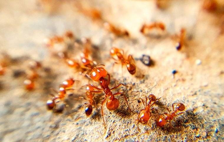 Fire ants on a hill