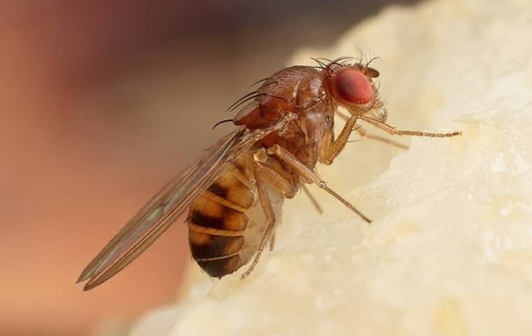 A fruit fly on food