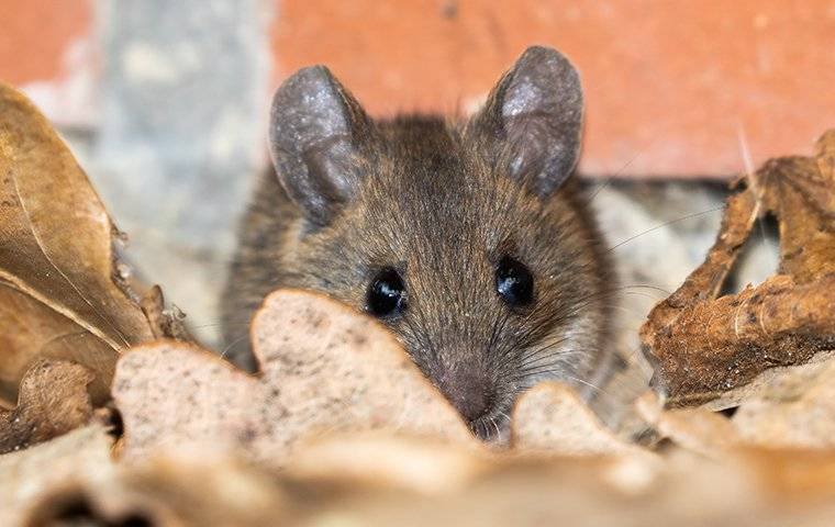 House Mouse Crawling In Leaves 2