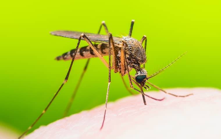 mosquito-control-reduces-risk-of-west-nile-virus-and-other-mosquito-born-illness