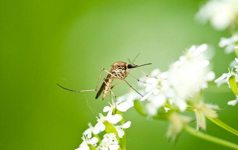 Mosquito On A White Flower