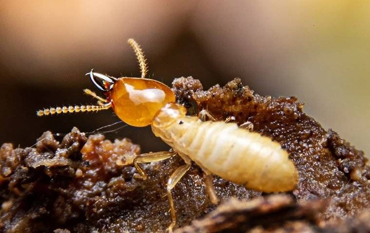 A close up image of a termite crawling on a rotten wood