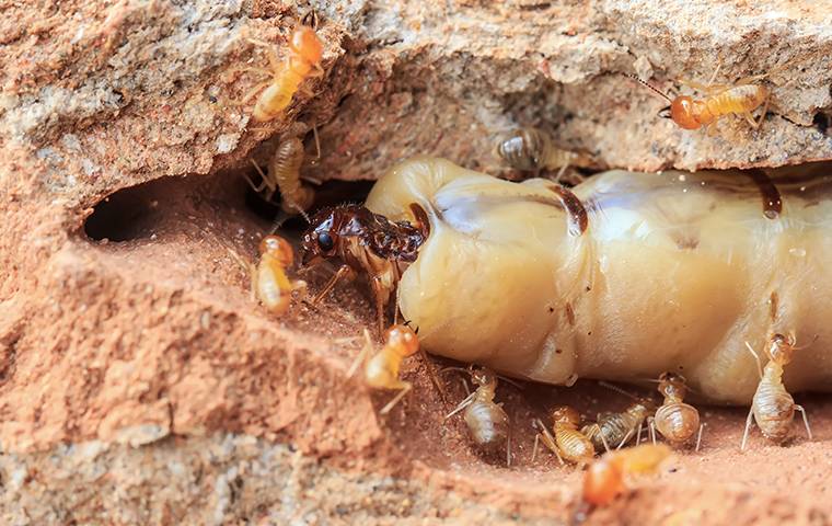 Termites