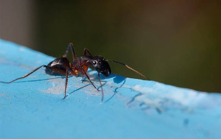Ants