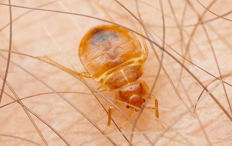 Bed Bugs