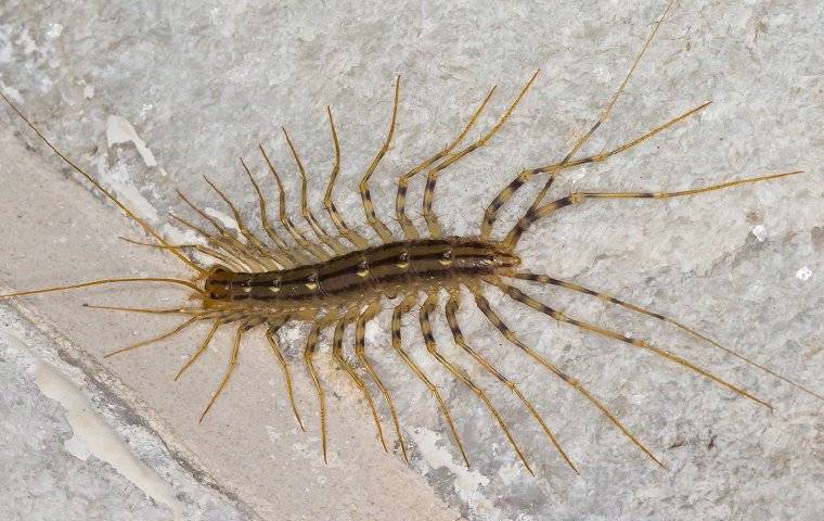 Centipedes