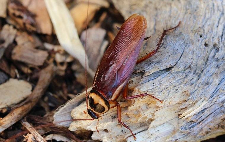 Cockroaches