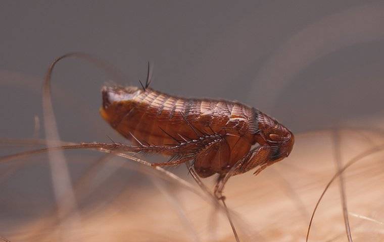 Fleas