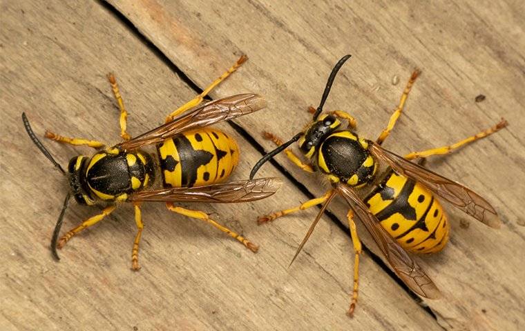 Flying Pests