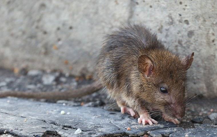 Rodents