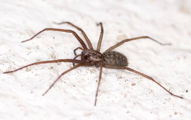 Spiders