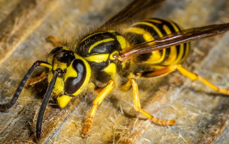 The Safest Way To Get Rid Of Yellow Jackets On Raleigh Properties