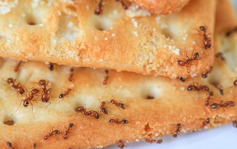 ants on biscuits