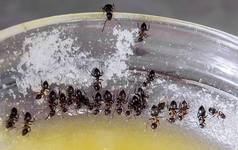 Ants In A Bowl 2
