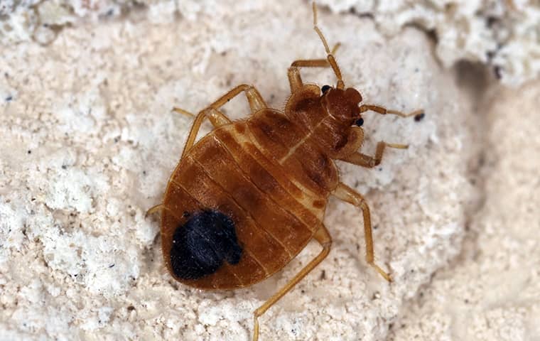 #1 Bed Bug Exterminator Buffalo NY