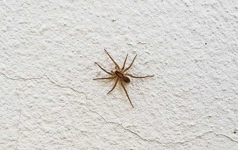 Common House Spider On Wall 1