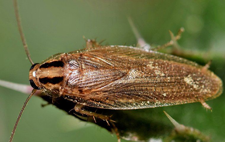 German Cockroach On Plant 1)