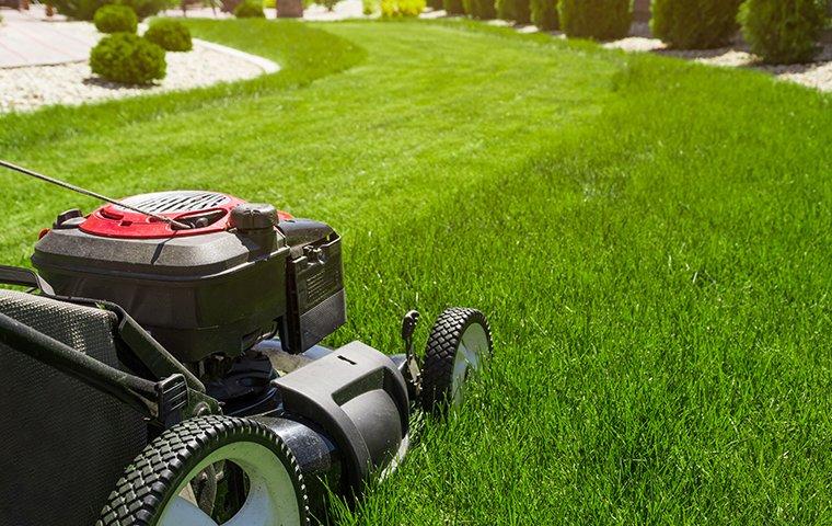 lawn care