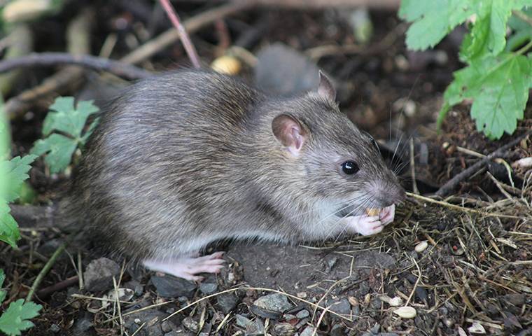 Blog - What Are Rats Like In Greensboro, NC?