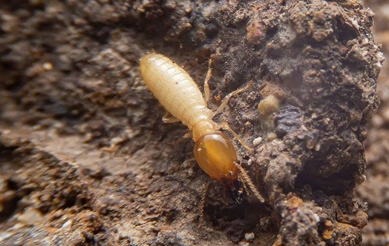 termite